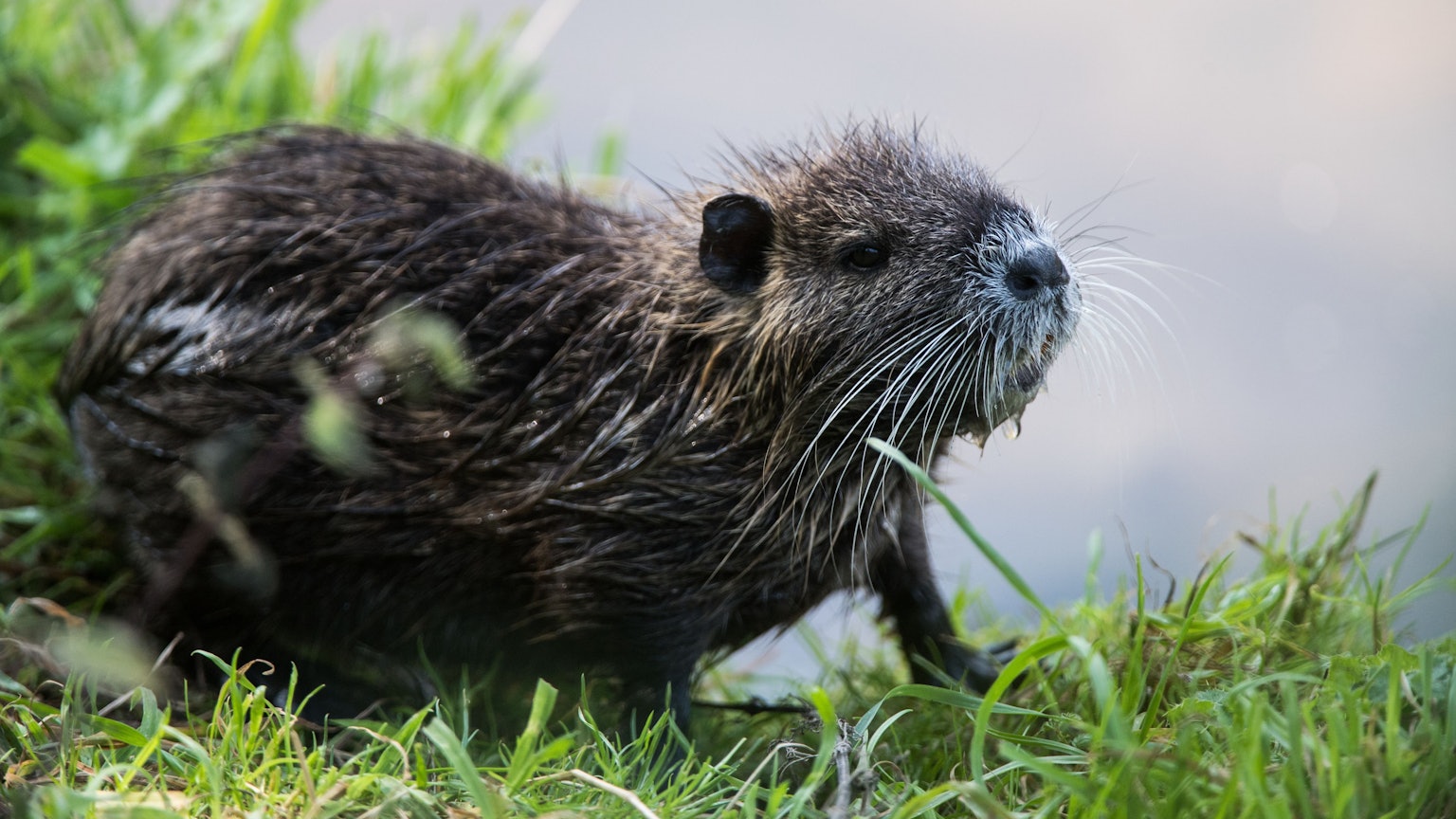 Wir sehen eine Nutria am Ufer.