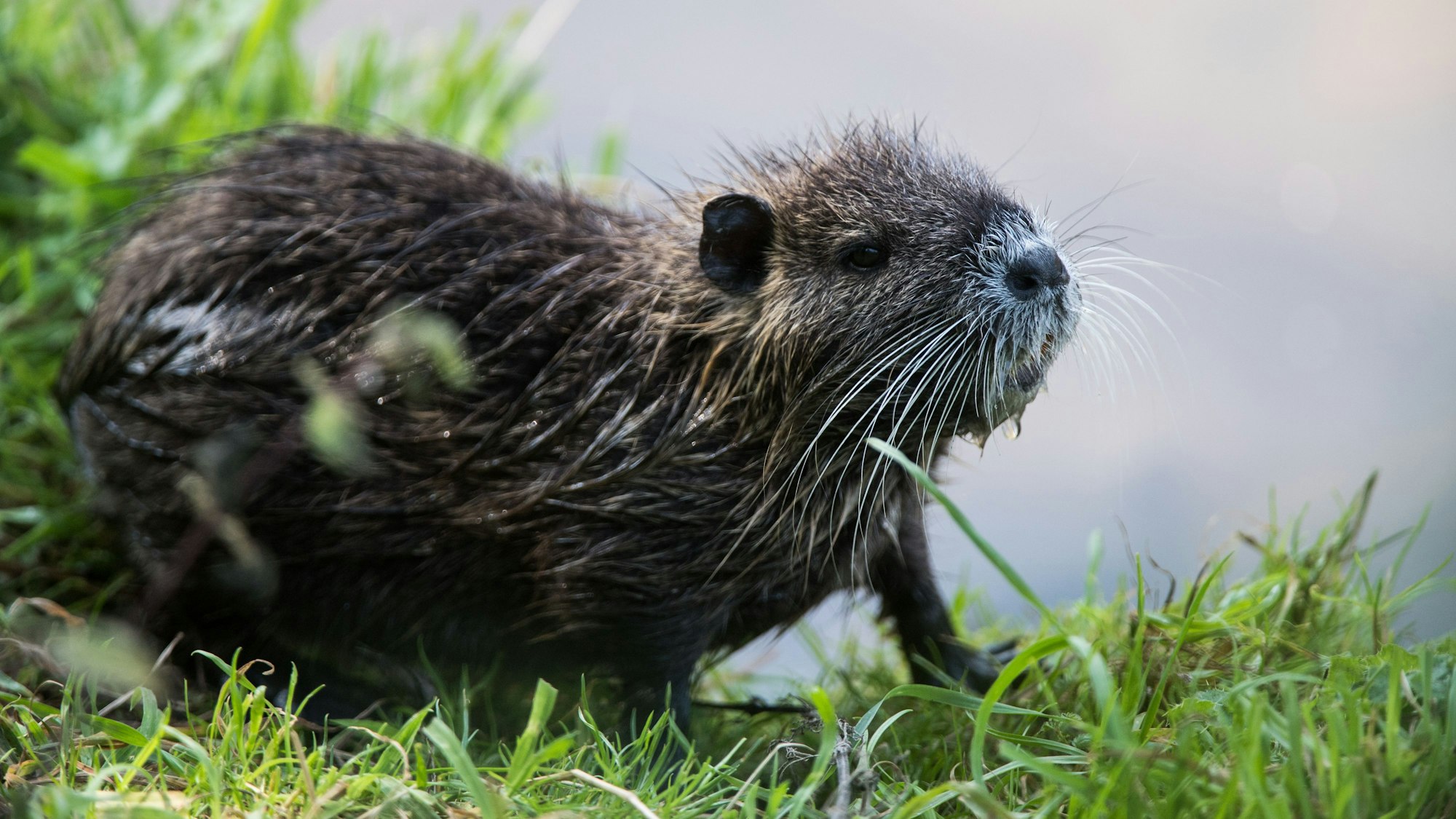 Wir sehen eine Nutria am Ufer.