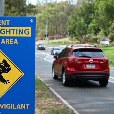 Ein Schild, das Autofahrer zur Vorsicht mahnt, wenn sie durch Buschland fahren, in dem sich ein Koala-Lebensraum befindet.