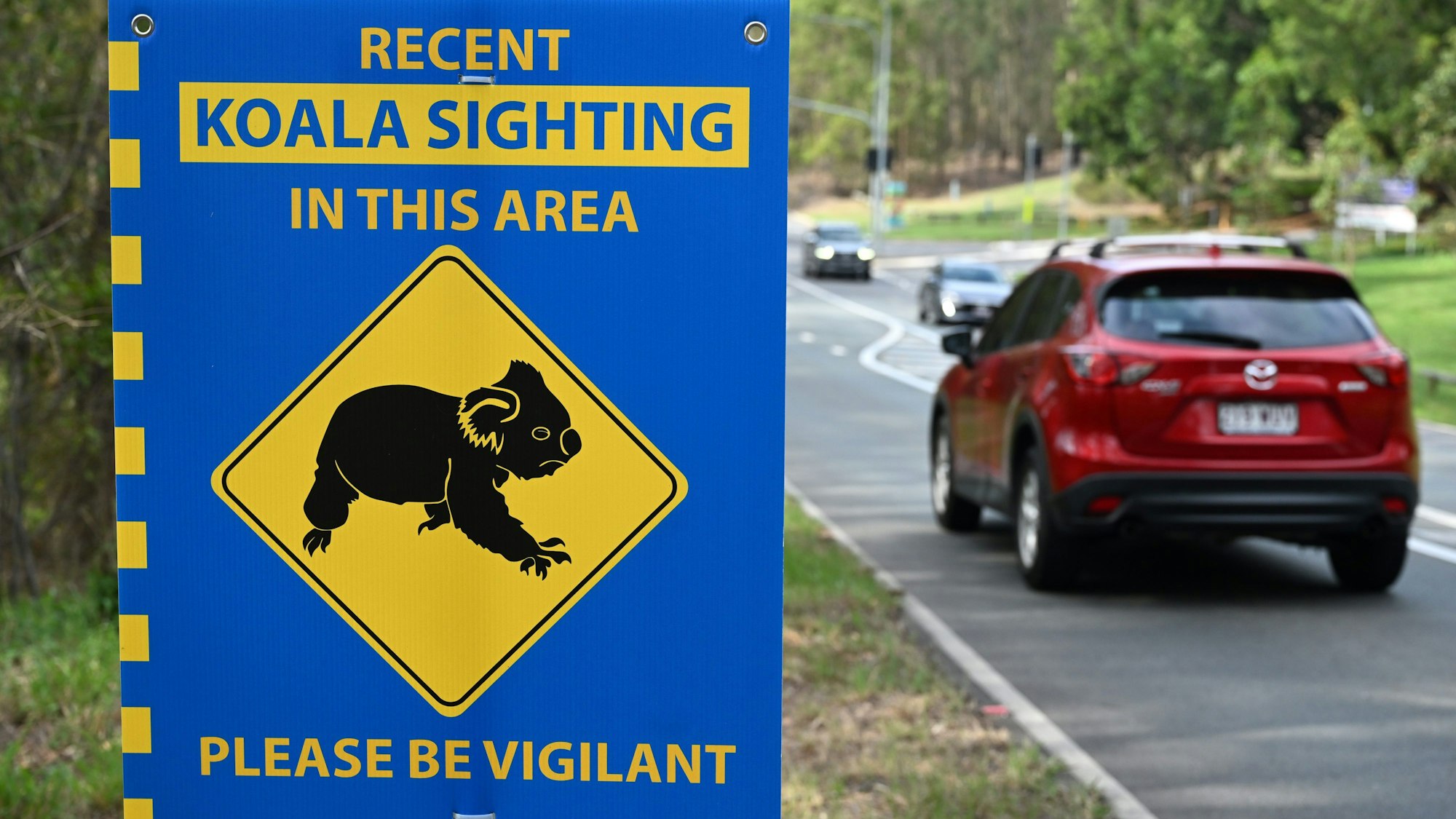 Ein Schild, das Autofahrer zur Vorsicht mahnt, wenn sie durch Buschland fahren, in dem sich ein Koala-Lebensraum befindet.