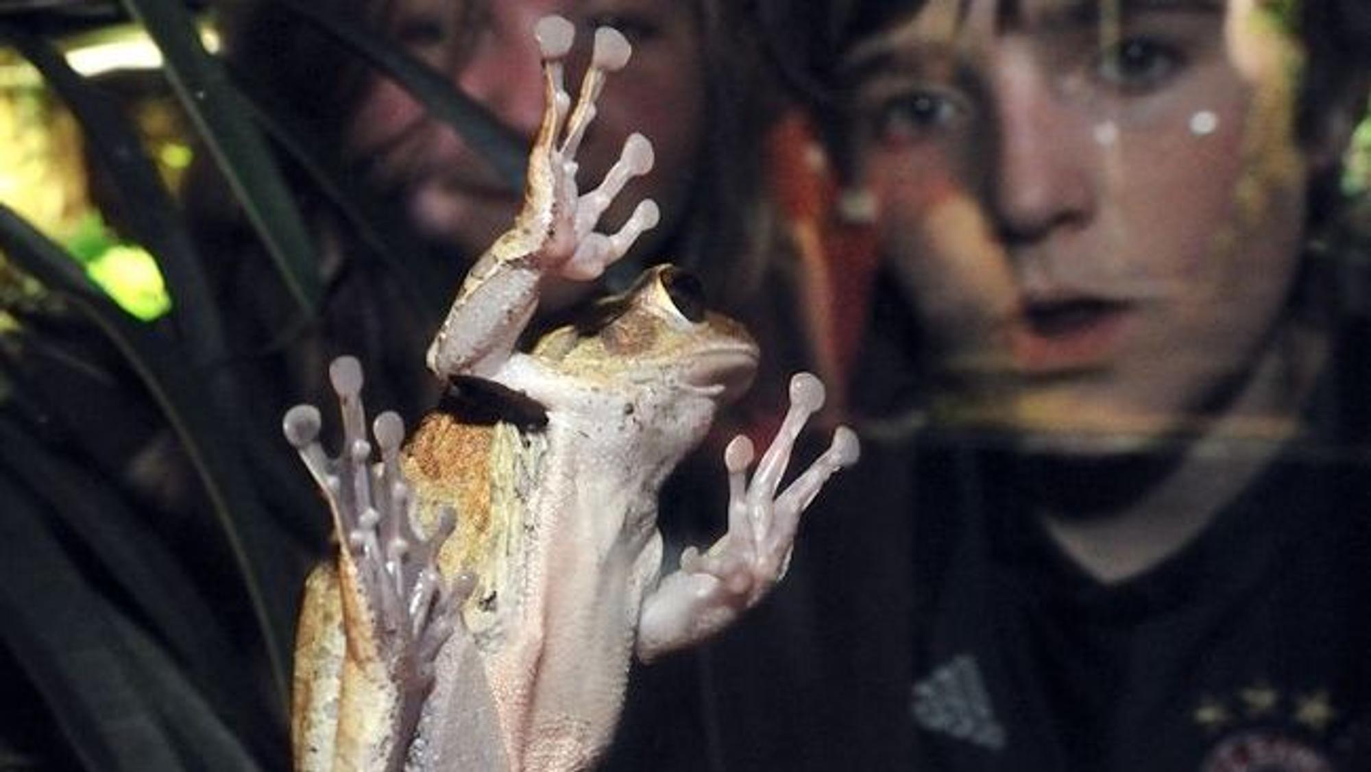 Auge in Auge mit dem Frosch: Das ist bei der Langen Nacht der Aquarien möglich.