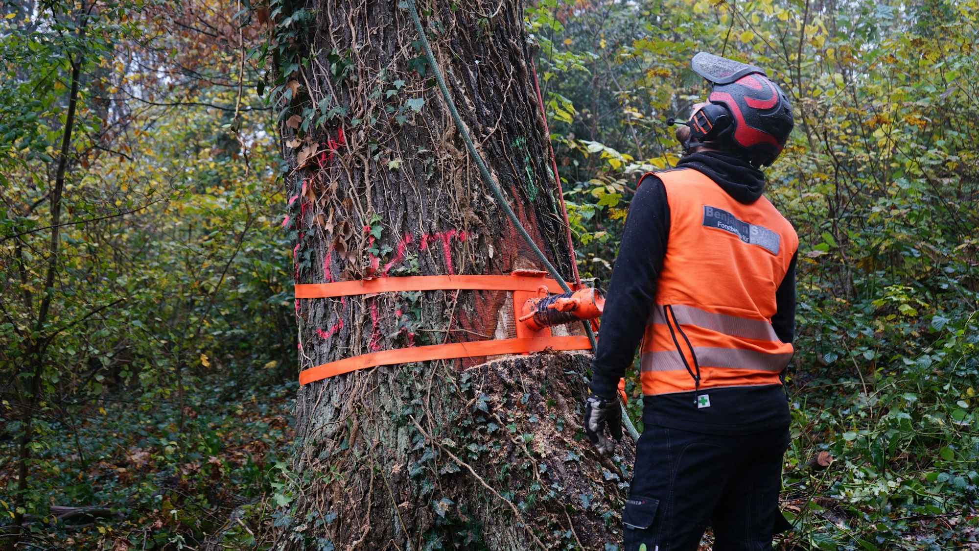 Ein Baumkletterer steht in einer orangen Weste vor einem abgesicherten Baum.