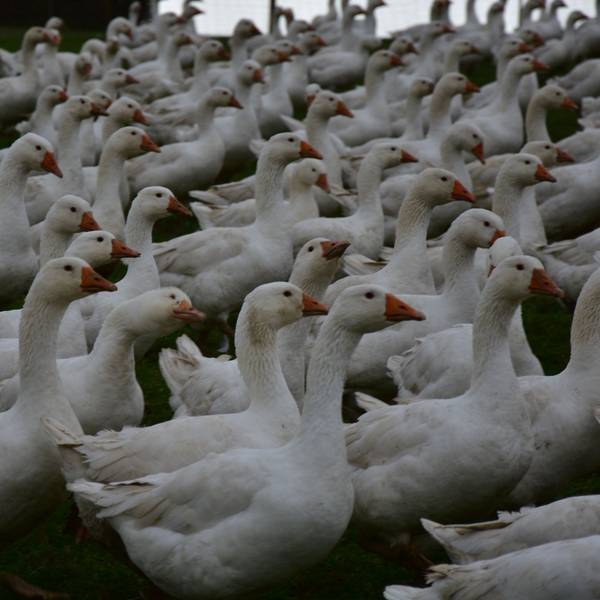 Gänse stehen auf einem Feld.