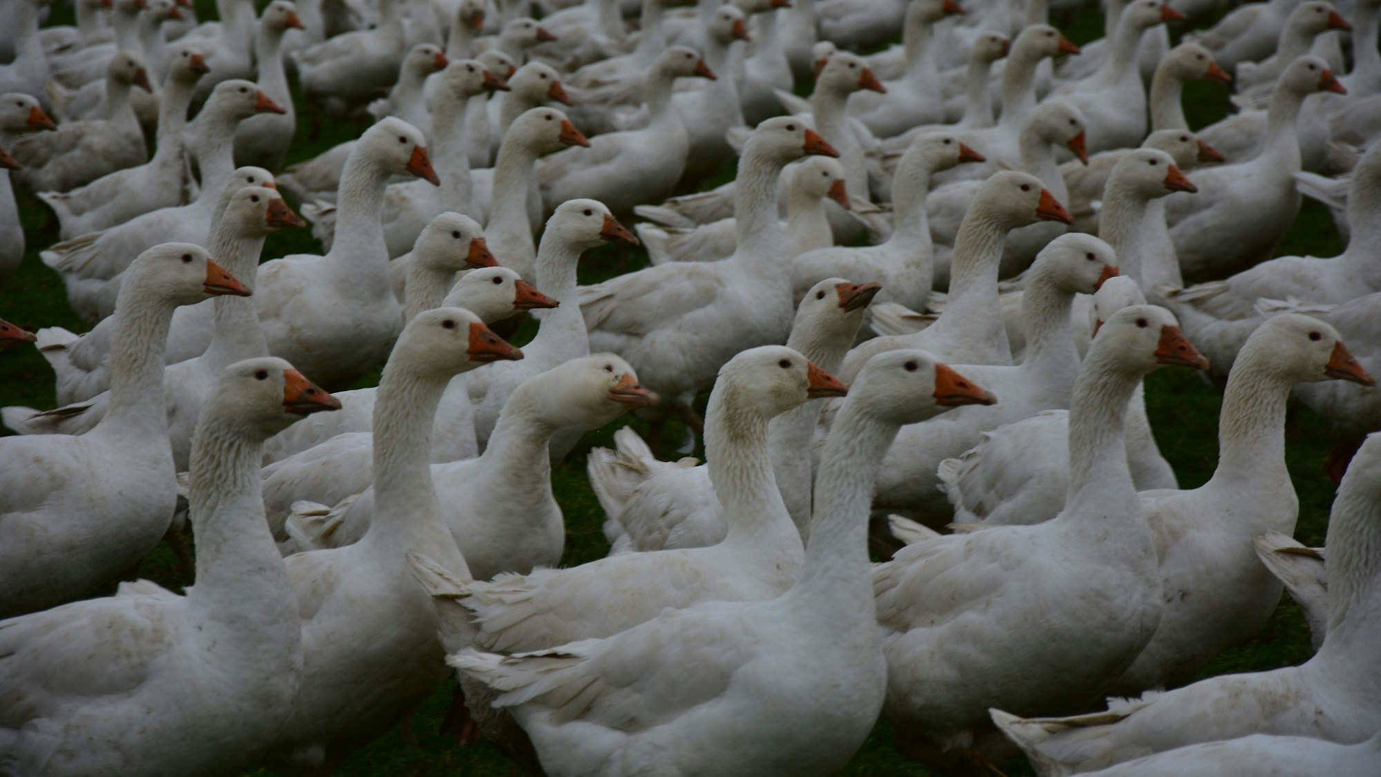 Gänse stehen auf einem Feld.