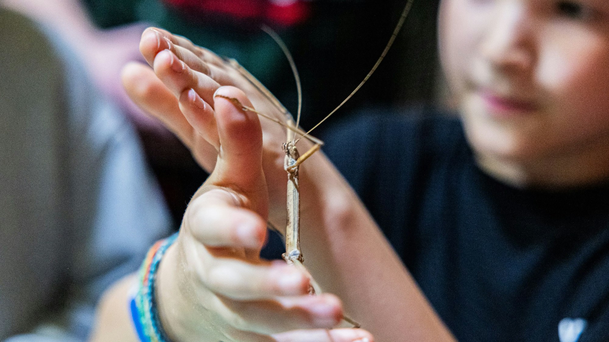 Mal eben eine Stabheuschrecke anfassen: Eine ungewöhnliche Erfahrung im Kölner Aquarium.