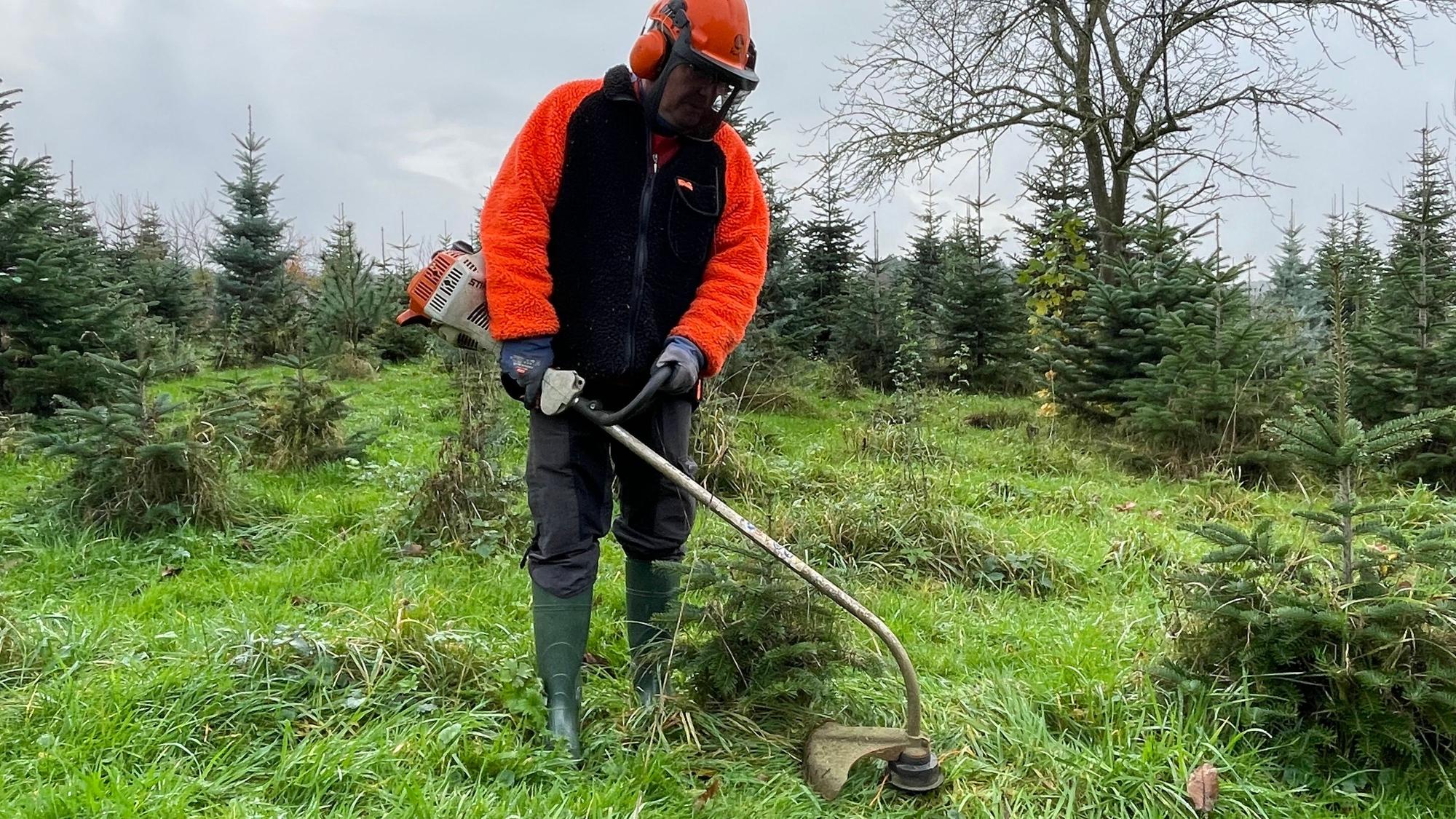 Ein Mann mäht mit einem Freischneider Gras um eine Tanne ab.