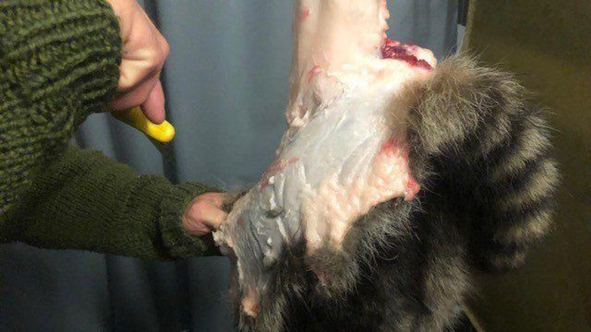 Jerichow: Michael Reiß zerlegt in seiner Fleischerei in Kade einen Waschbären.