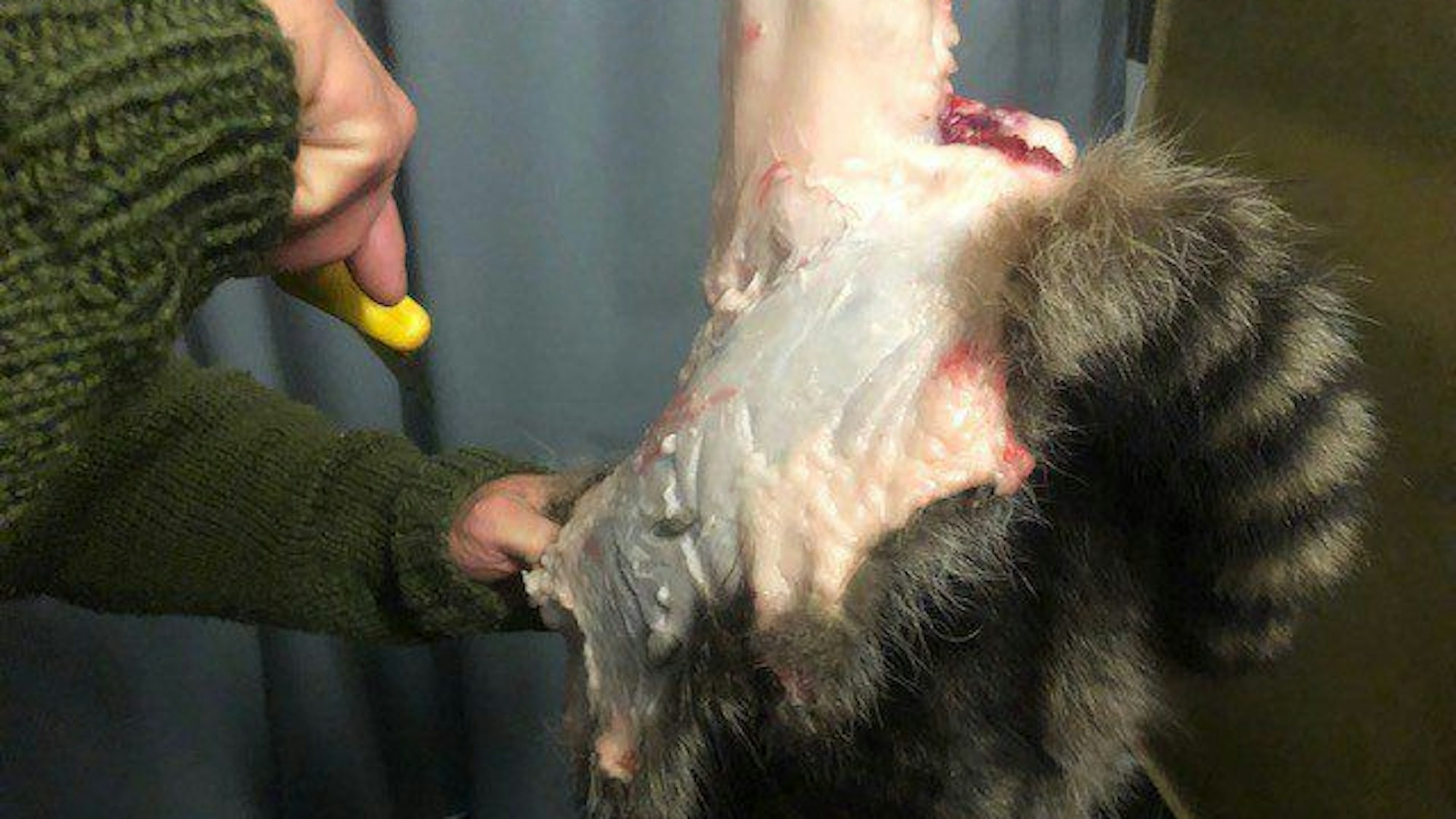 Jerichow: Michael Reiß zerlegt in seiner Fleischerei in Kade einen Waschbären.