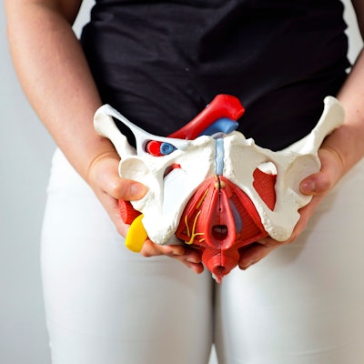 Die rote Schicht unten im Modell stellt den Beckenboden dar. Er sorgt dafür, dass die Organe im Bauchraum bleiben, wo sie hingehören.