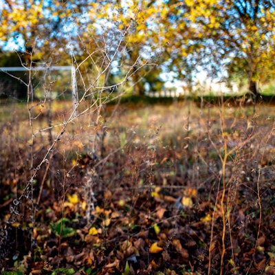 Das Bild zeigt den verwilderten Aschenplatz der Sportanlage im Auel.