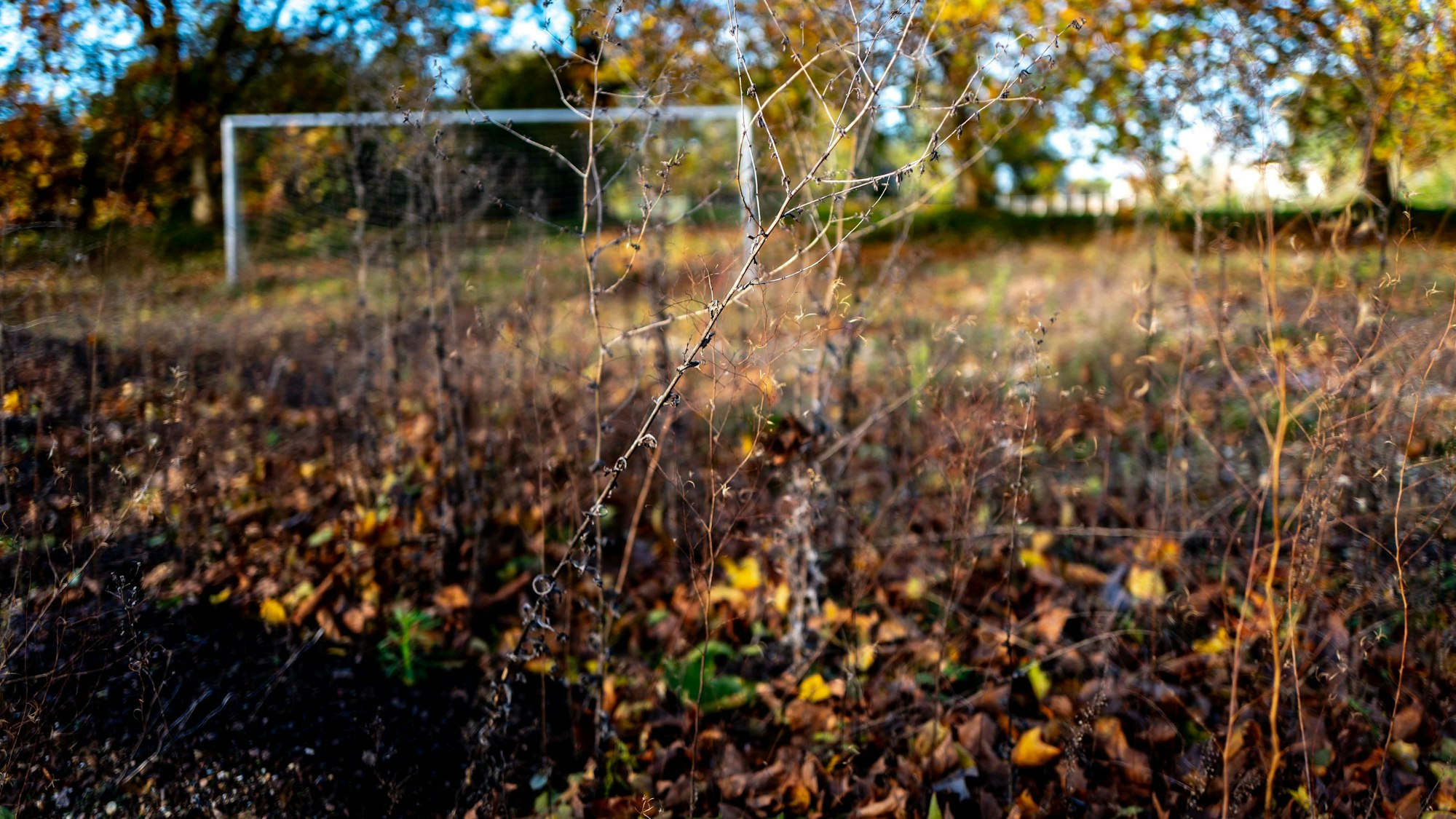 Das Bild zeigt den verwilderten Aschenplatz der Sportanlage im Auel.