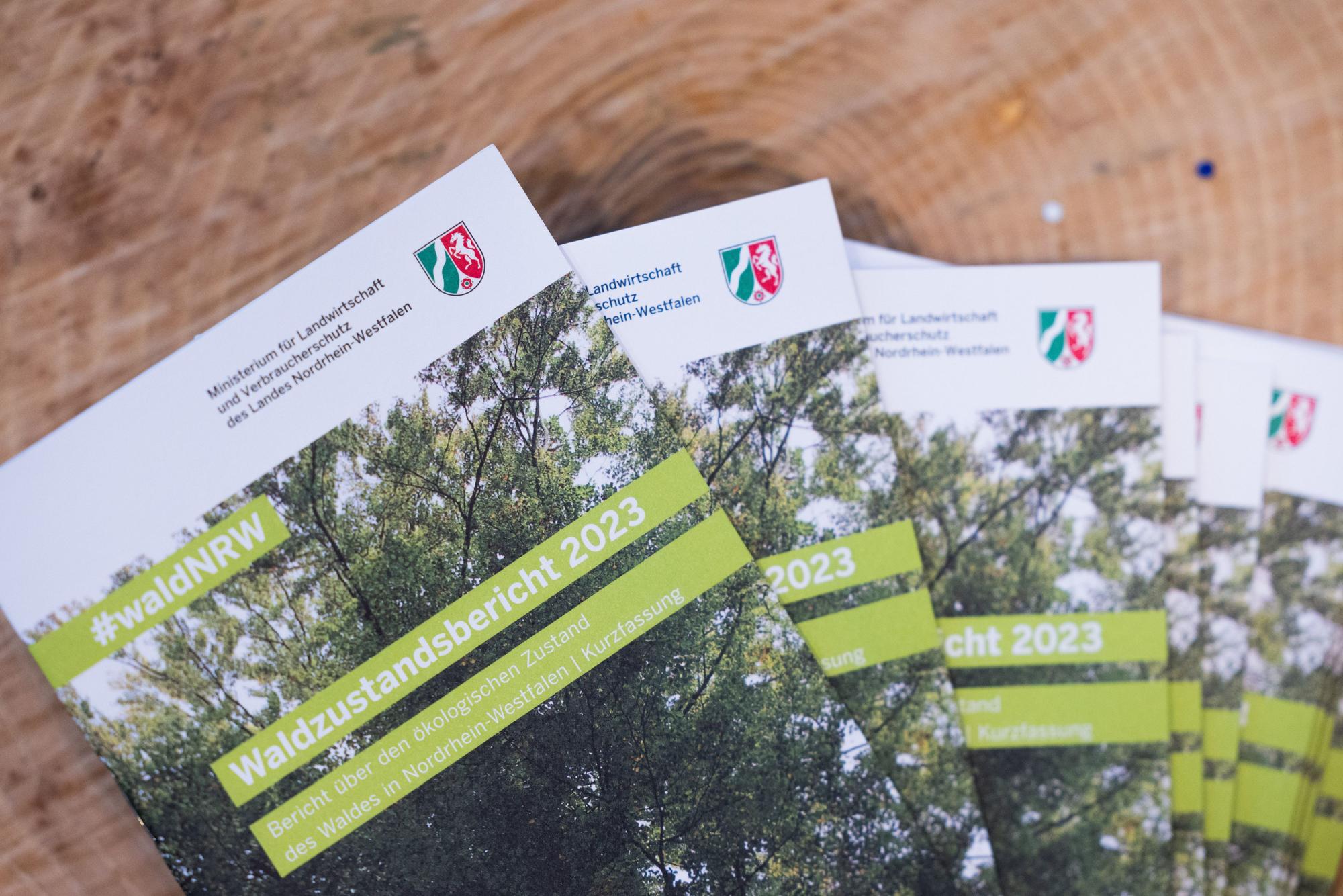 Der Waldzustandsbericht 2023