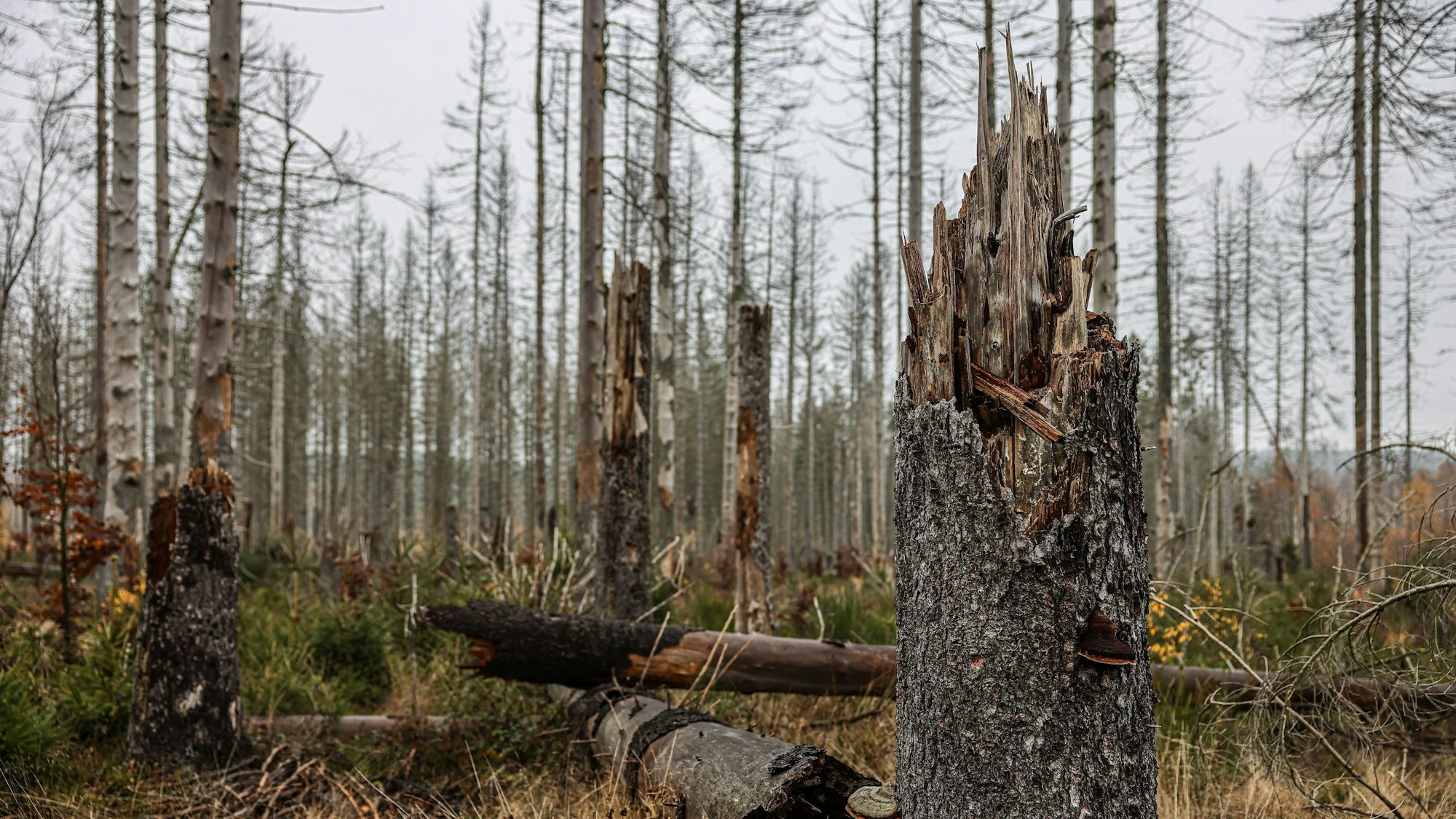 Abgestorbene Fichten stehen im Nationalpark Eifel im Kermeter.