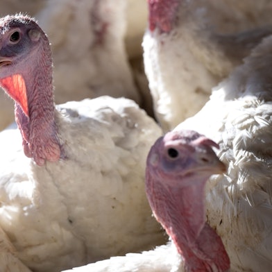 ARCHIV - 28.02.2023, -: Vierzehn Wochen alte Puten stehen in einem Putenstall. Die Vogelgrippe ist in den vergangenen Tagen in zwei deutschen Geflügelhöfen ausgebrochen und zudem in einem dänischen nahe der deutschen Grenze. (Symbolbild zu dpa «Vogelgrippe bricht in Geflügelhöfen von Deutschland und Dänemark aus») Foto: Sven Hoppe/dpa +++ dpa-Bildfunk +++