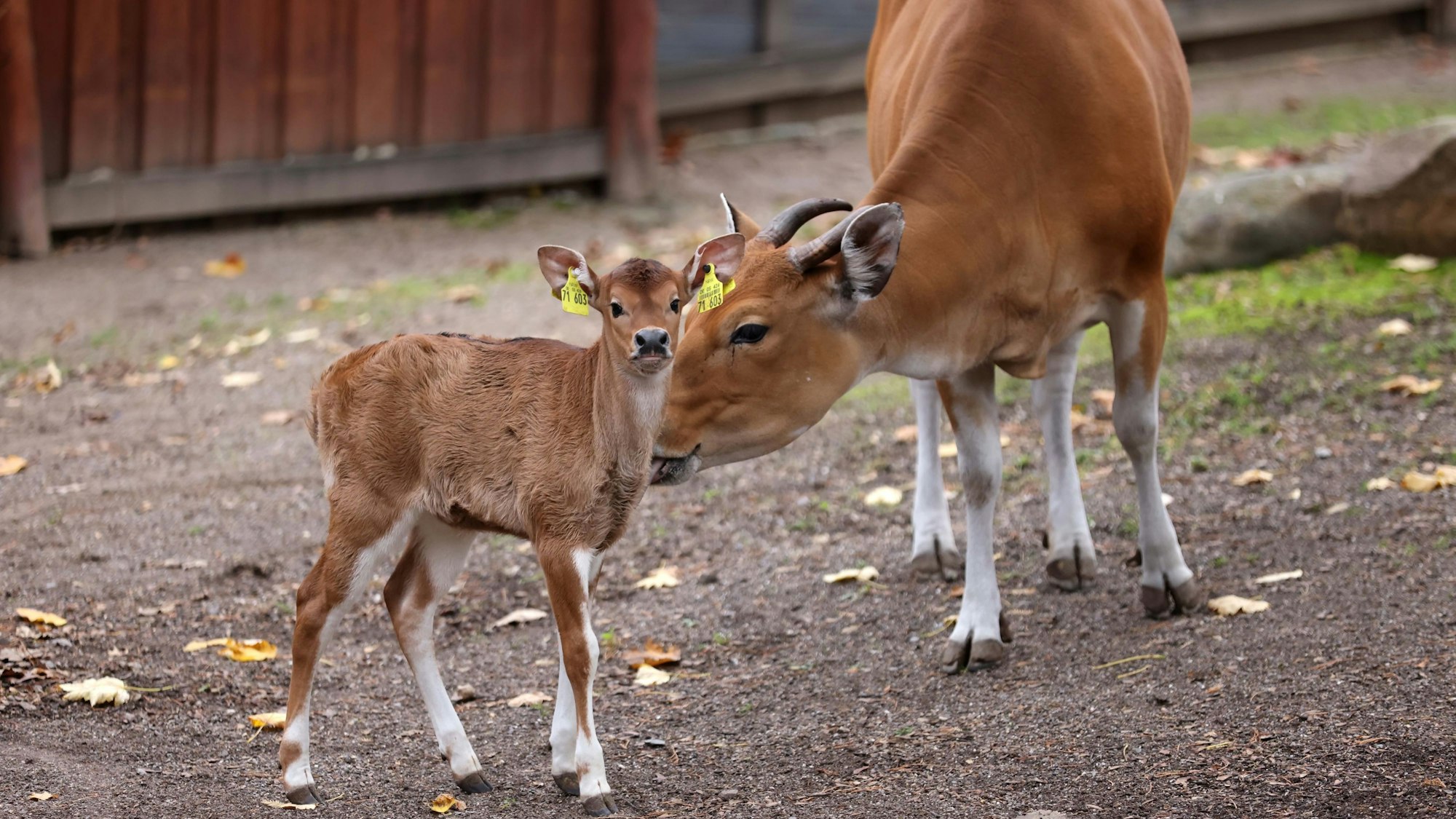 Mutterkuh Wangi leckt ihre Nachwuchs sachte die Schulter ab.