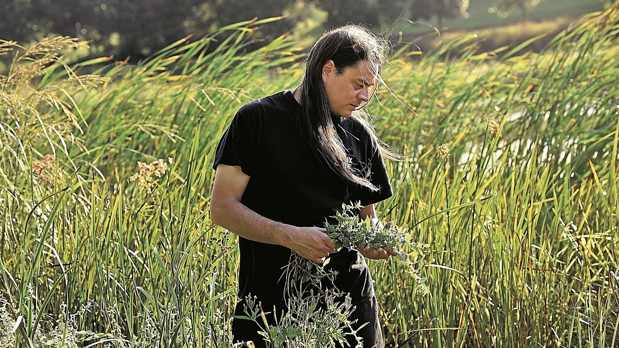 Sean Sherman läuft über eine Wiese und erntet Kräuter.