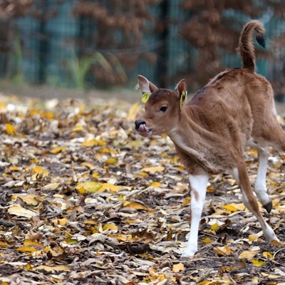 Das Jungtier galoppiert mit erhobenem Schwanz durchs Gehege und schleckt sie dabei mit der Zunge über die Nase.