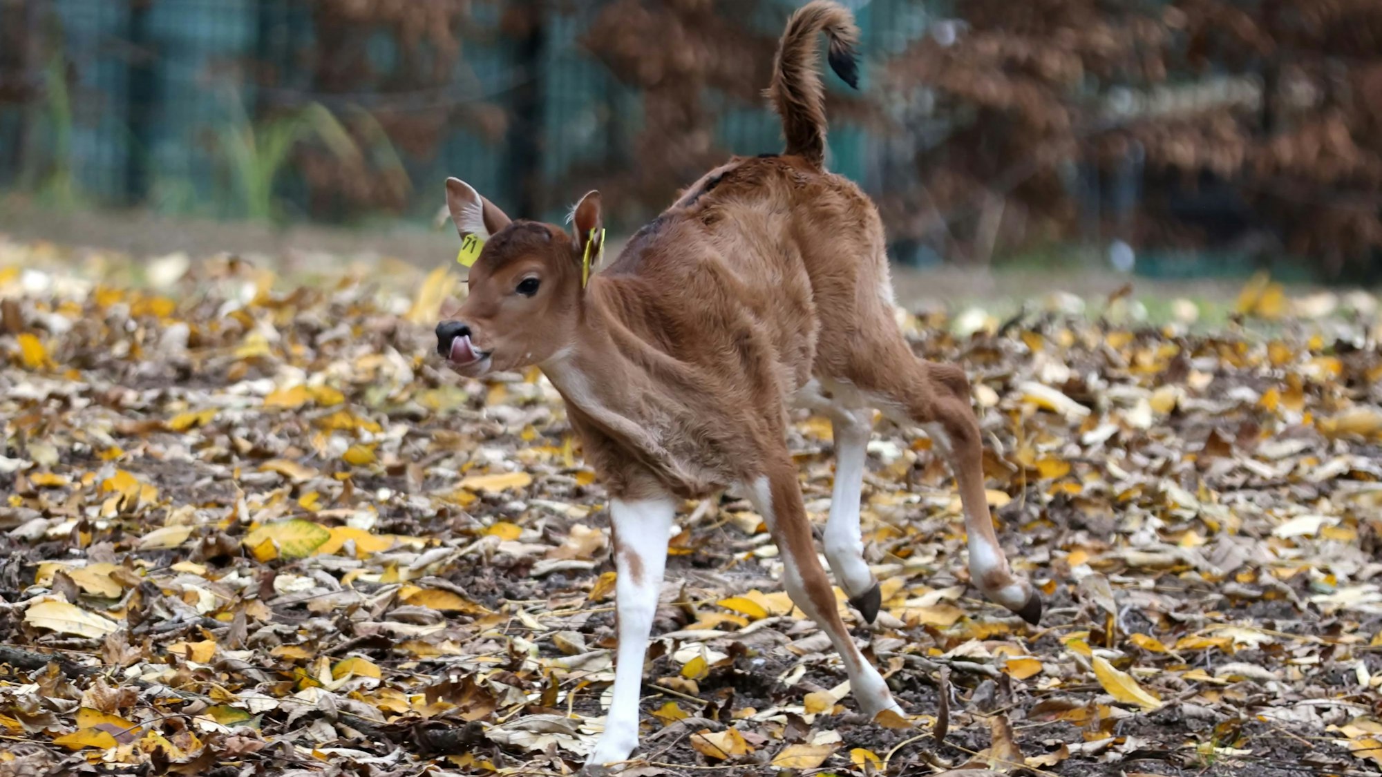 Das Jungtier galoppiert mit erhobenem Schwanz durchs Gehege und schleckt sie dabei mit der Zunge über die Nase.