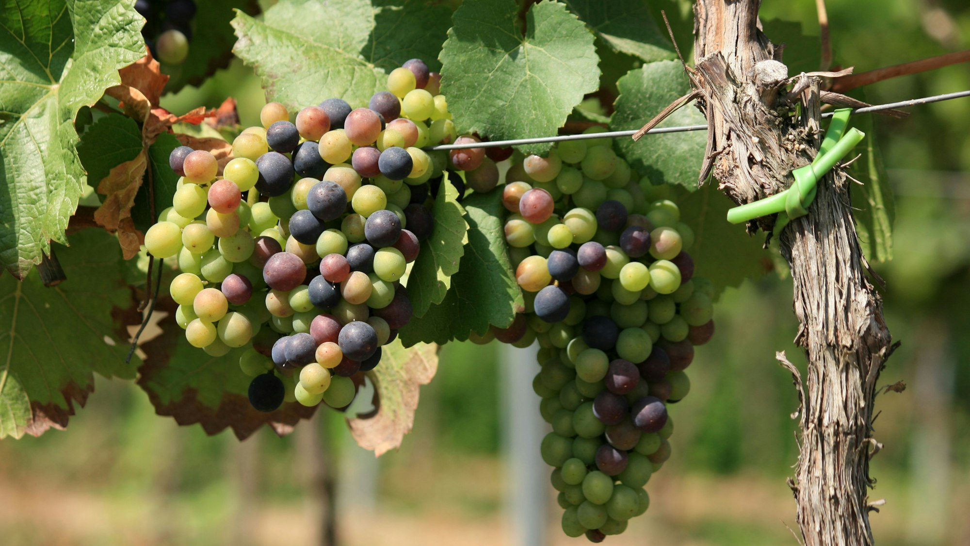Weintrauben an einem Weinstock