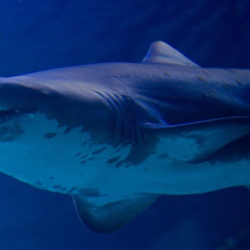 Ein Tigerhai schwimmt unter der Meeresoberfläche. Seine Zähne und die markante Flosse sind deutlich zu erkennen. (Symbolbild)