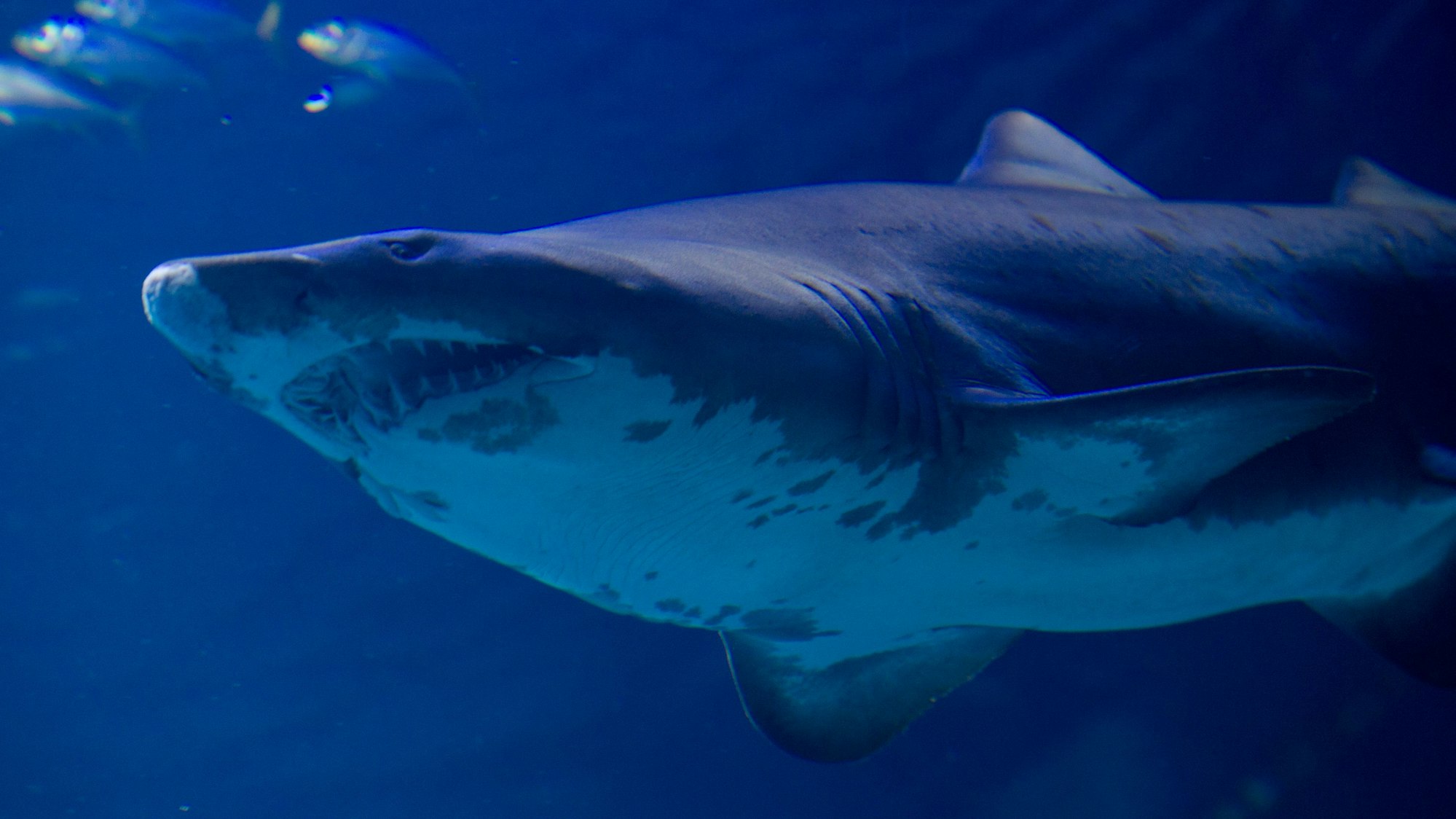 Ein Tigerhai schwimmt unter der Meeresoberfläche. Seine Zähne und die markante Flosse sind deutlich zu erkennen. (Symbolbild)