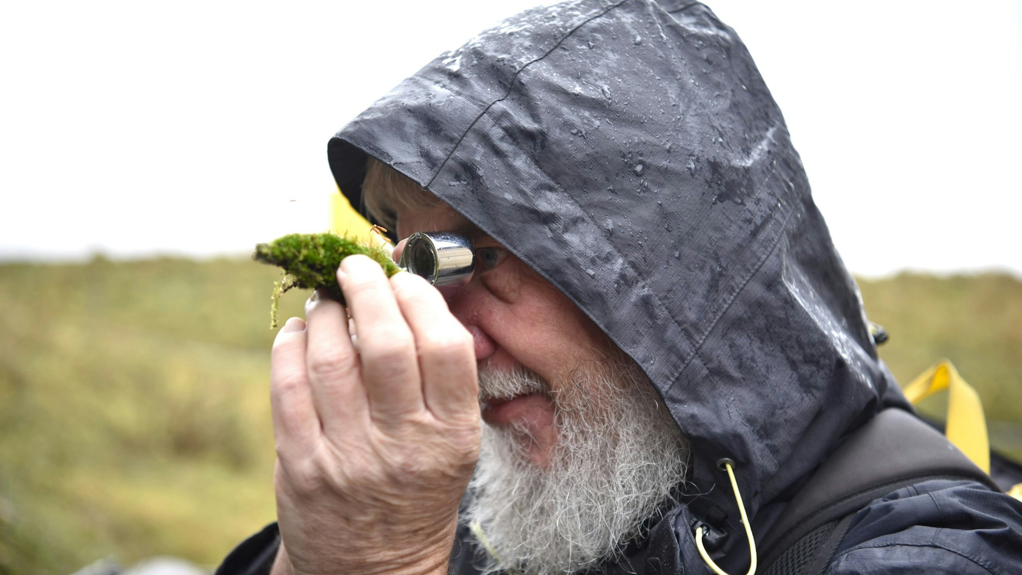 Der Biologe Dr. Karl-Heinz Linne von Berg betrachtet ein STück Moos mit einer Lupe.