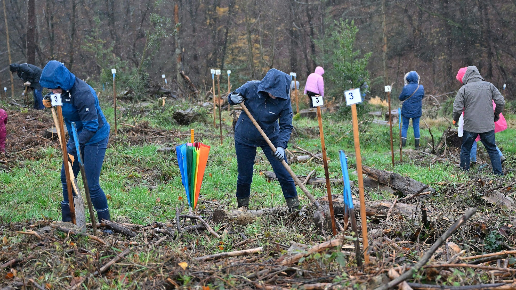 Das Foto zeigt die Pflanzaktion in Odenthal