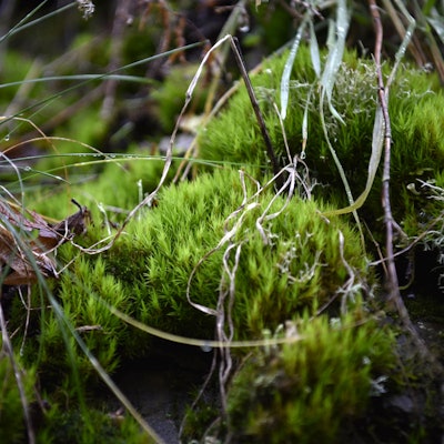 Die kleinen grünen Blätter vom Besenmoos sind alle in eine Richtung gebogen.