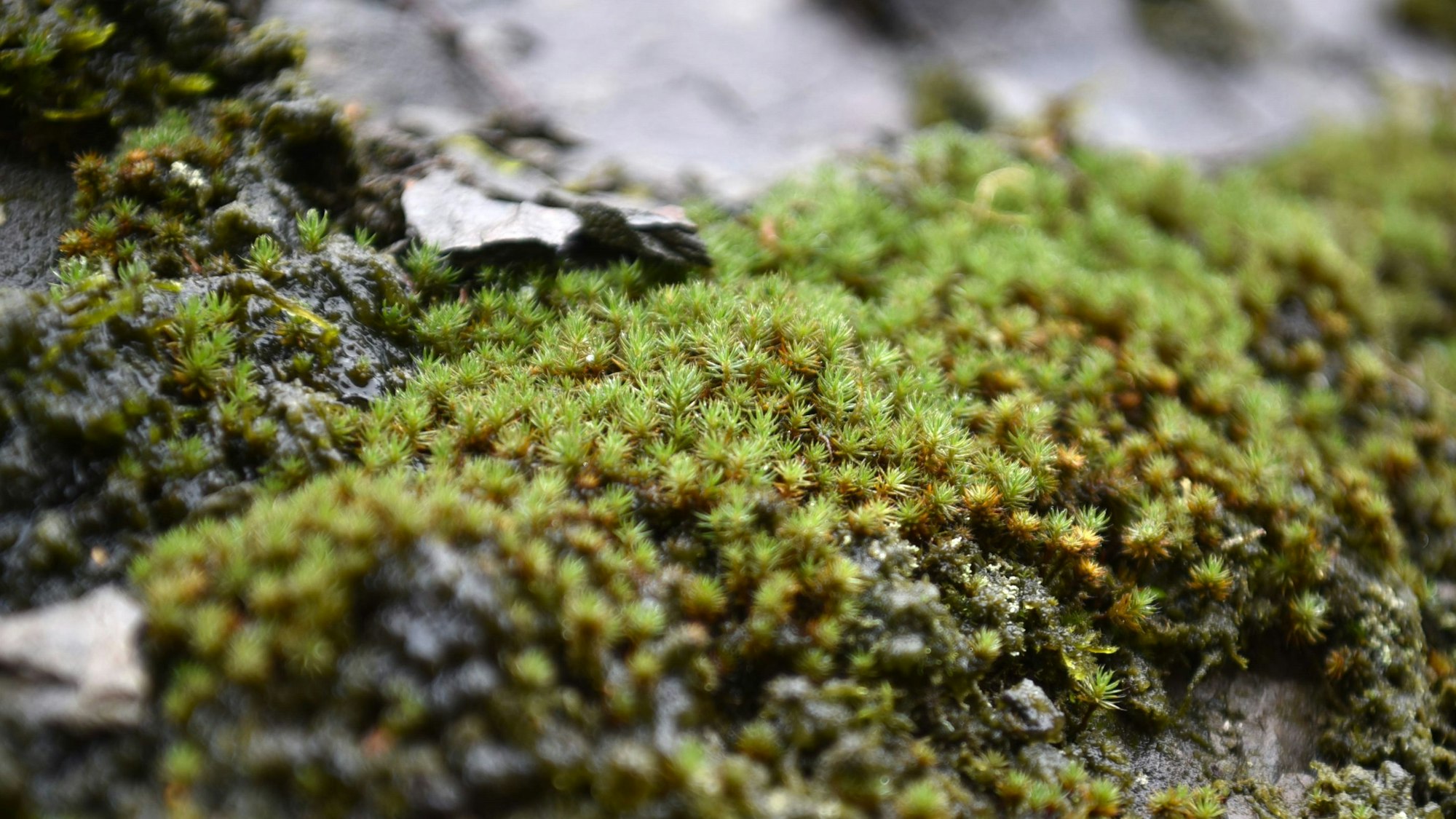Moos wächst an einer nassen Felswand.