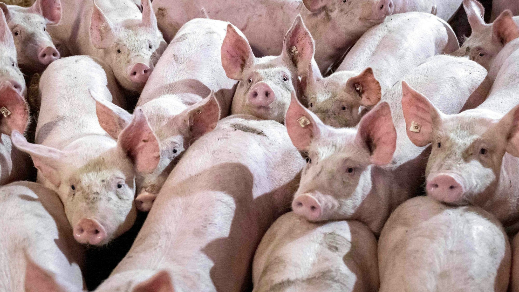Eine Gruppe von Schweinen in einem Mastbetrieb wird auf Stroh gehalten.