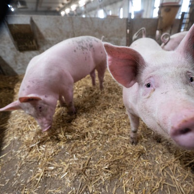 Schweine stehen in einem Stall. In Großbritannien hat sich erstmals ein Mensch mit der Schweinegrippe infiziert. (Archivbild)