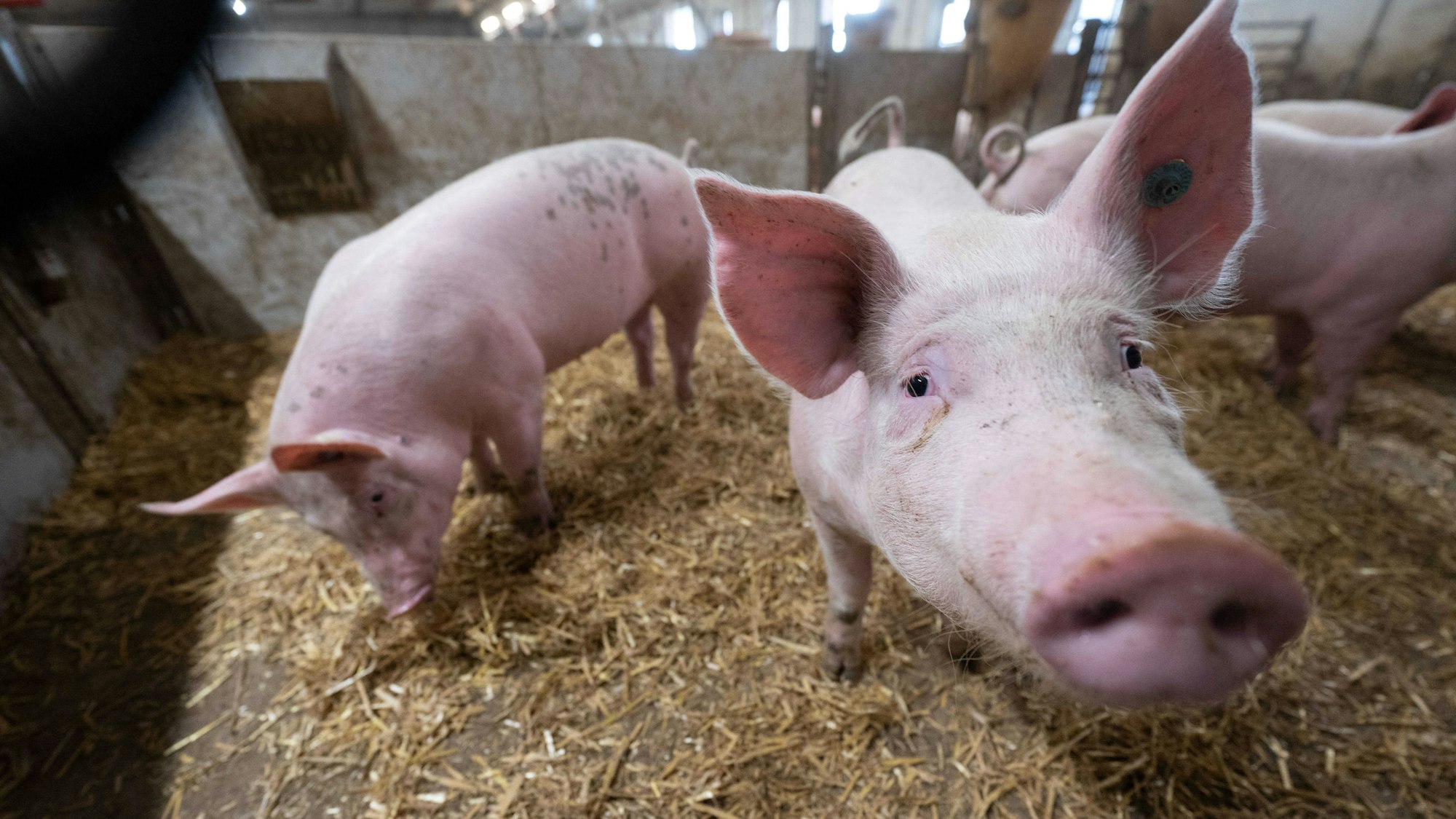 Schweine stehen in einem Stall. In Großbritannien hat sich erstmals ein Mensch mit der Schweinegrippe infiziert. (Archivbild)