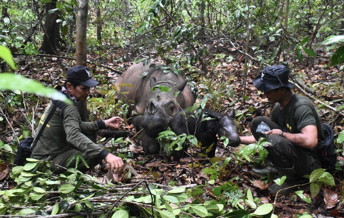 Sumatra-Nashörner (Dicerorhinus sumatrensis) waren in Südostasien einst weit verbreitet, heute leben nur noch etwa 80 Exemplare der kleinsten der fünf weltweit existierenden Nashorn-Arten.