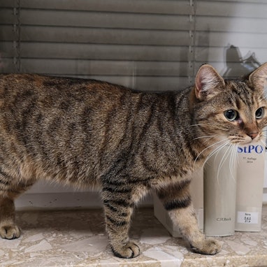 Eine getigerte Katze steht auf einer Fensterbank. (Symbolbild)