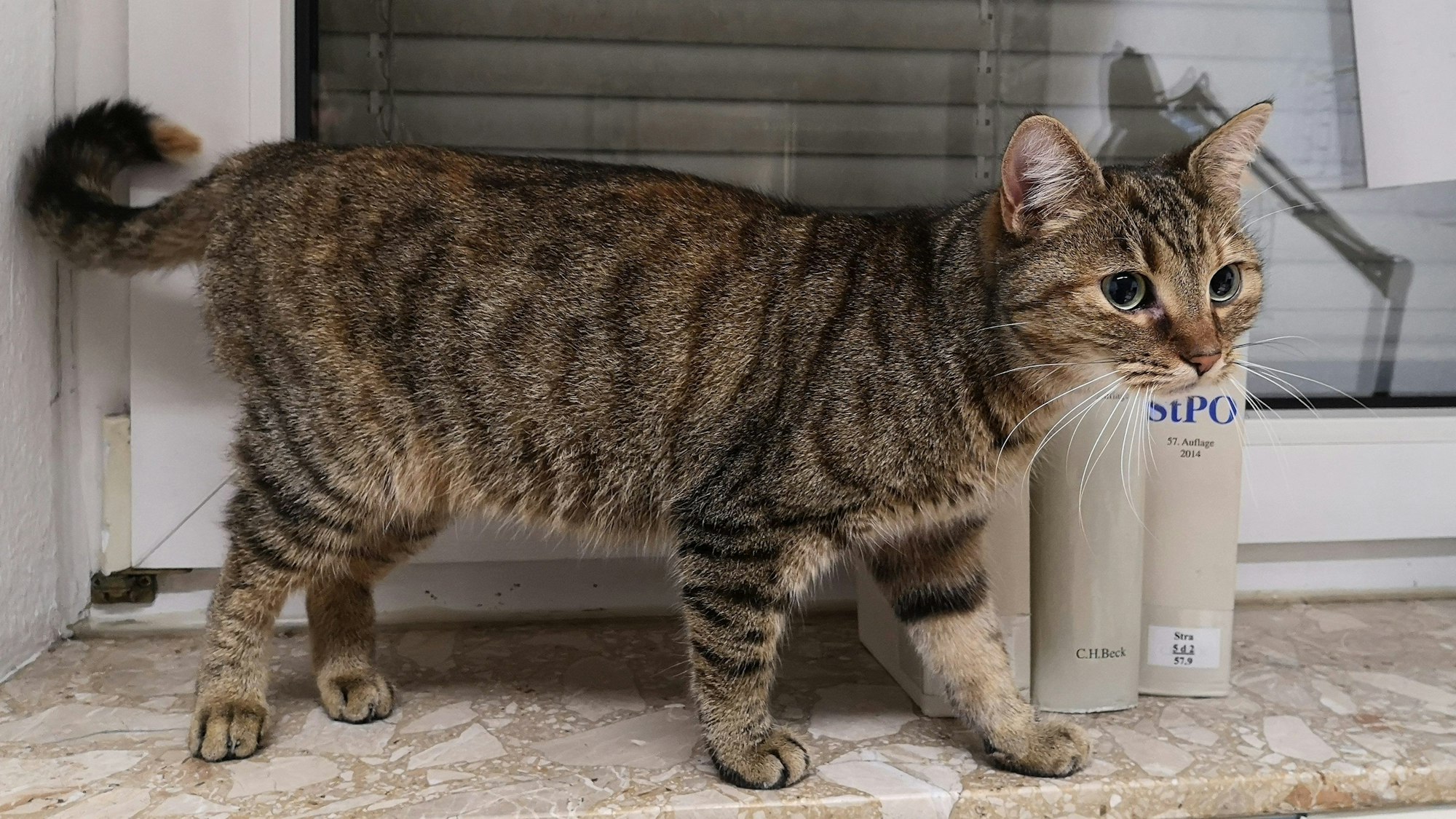 Eine getigerte Katze steht auf einer Fensterbank. (Symbolbild)