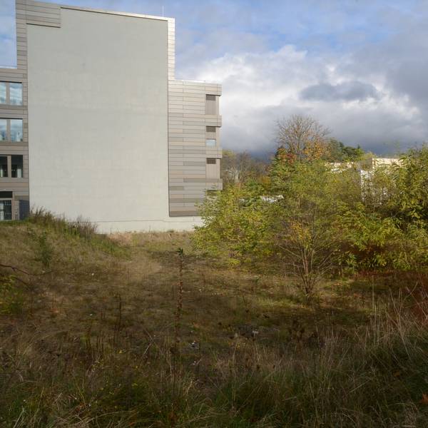 Eine Baugrube ist von dichtem Buschwerk überwuchert. Links ist die Wand eines Bürogebäudes zu sehen; sie zeigt die Umrisse des geplanten Anbaus.