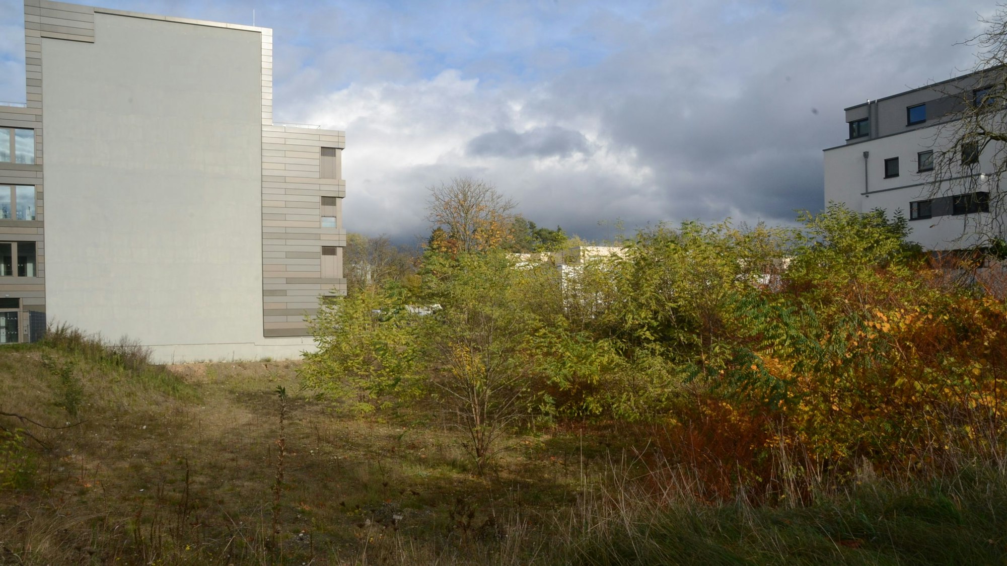 Eine Baugrube ist von dichtem Buschwerk überwuchert. Links ist die Wand eines Bürogebäudes zu sehen; sie zeigt die Umrisse des geplanten Anbaus.