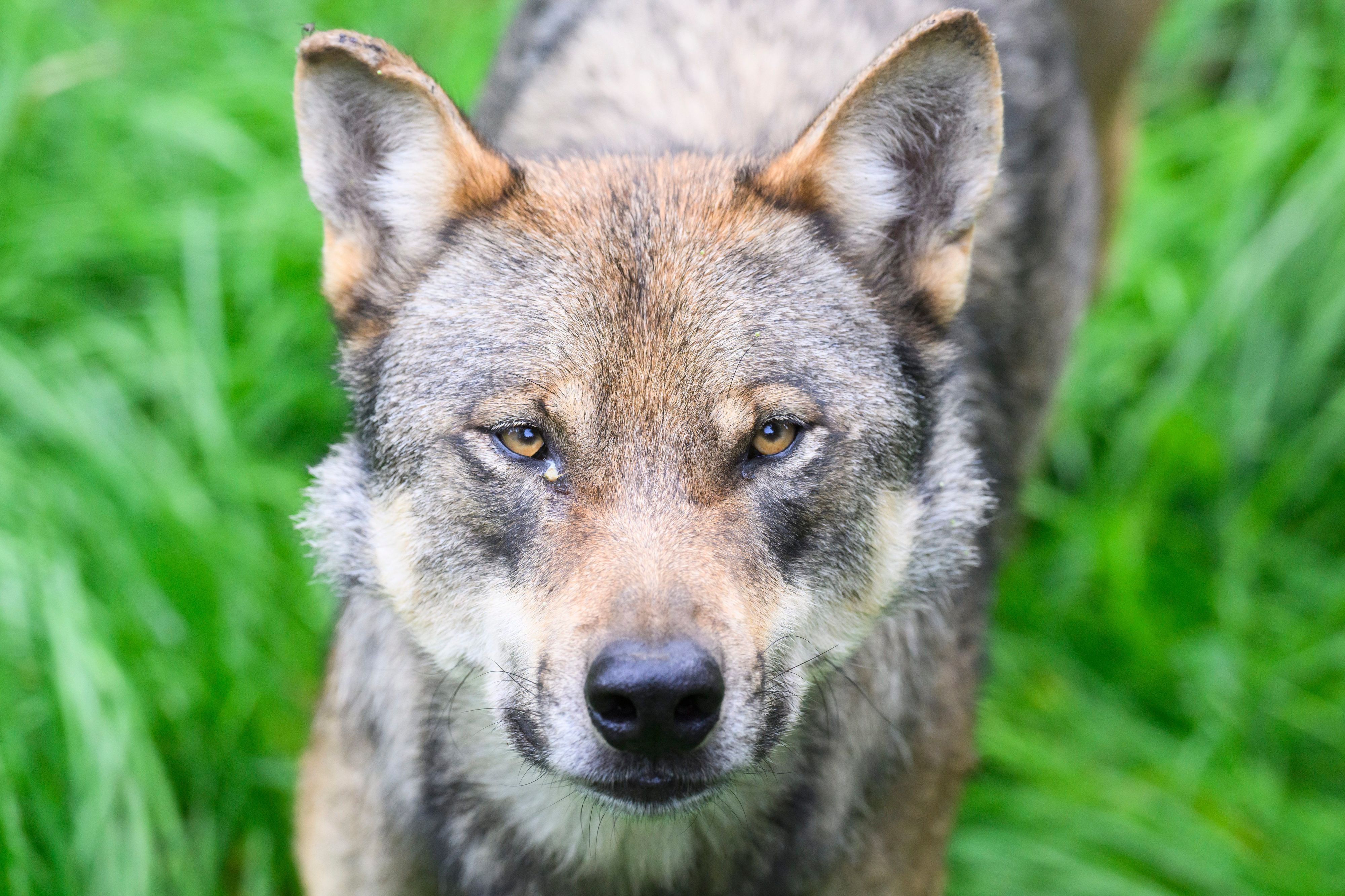 Ein Wolf steht im Gehege im Wisentgehege Springe.