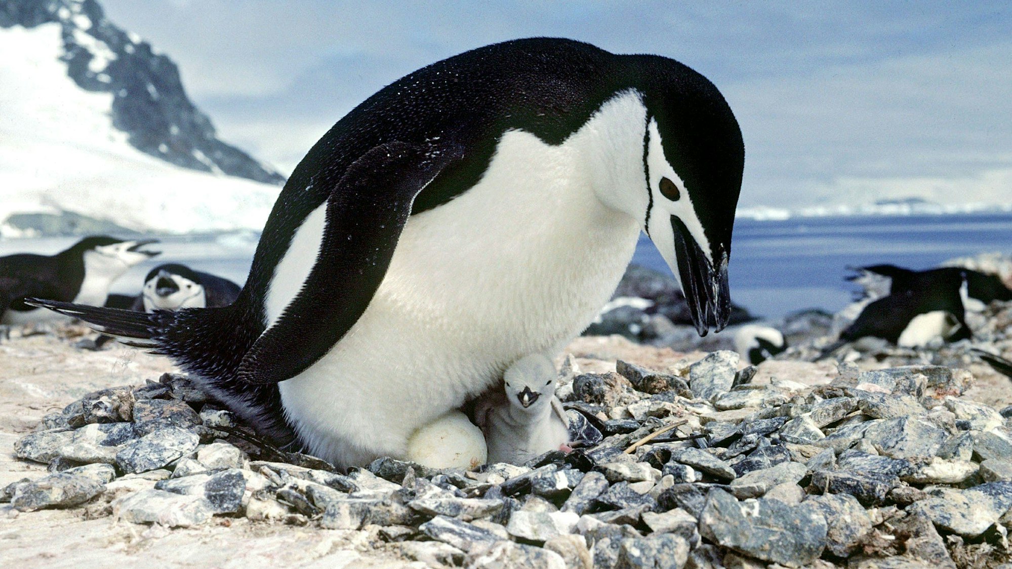 Ein Zügelpinguin mit Nachwuchs.