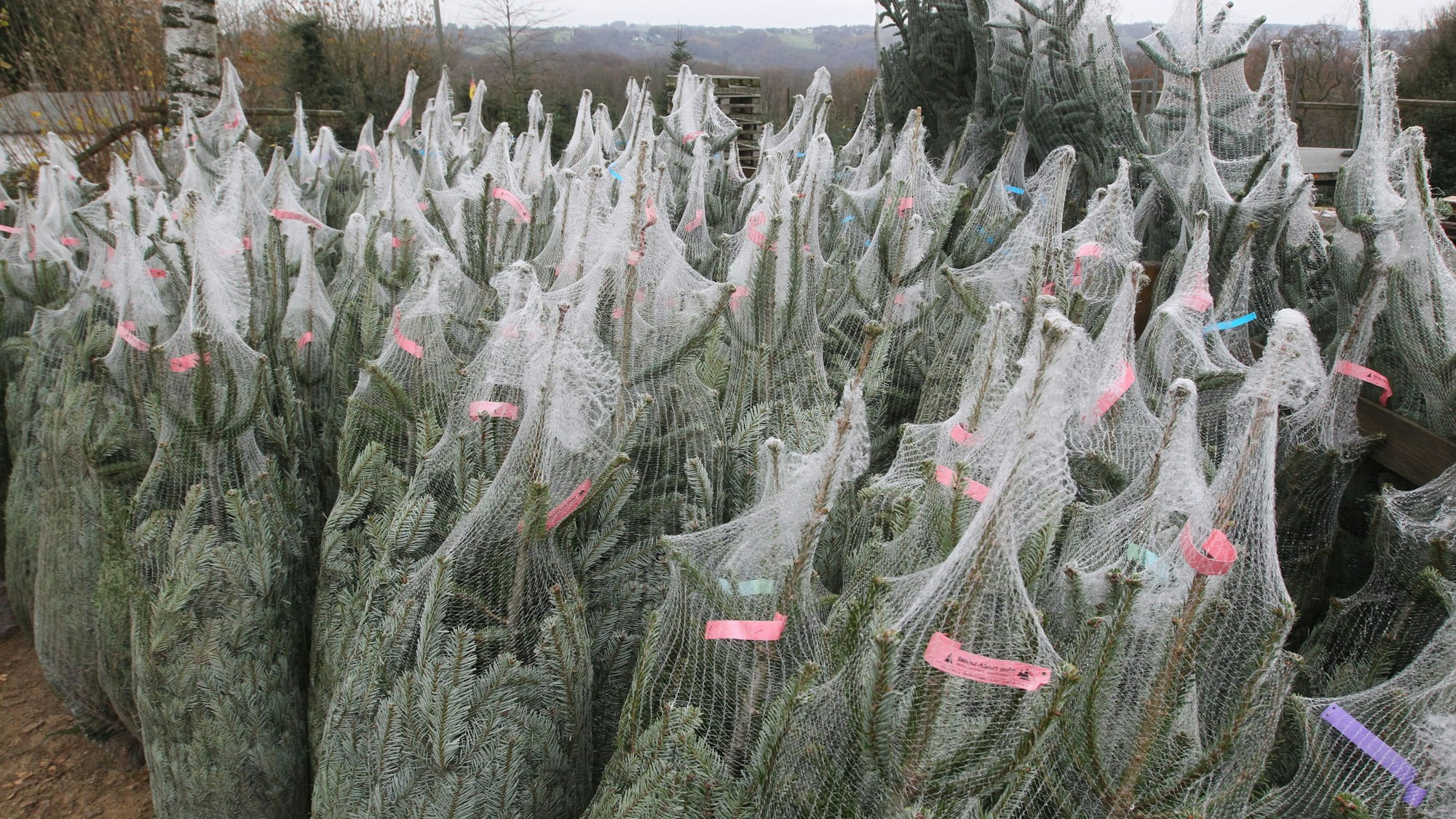 Noch sind die Lager der Weihnachtsbaum-Verkäufer randvoll.