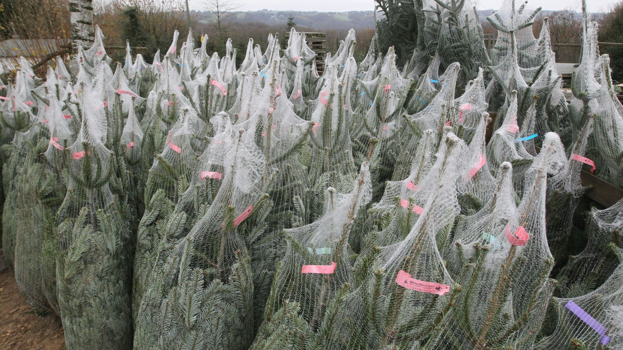 Noch sind die Lager der Weihnachtsbaum-Verkäufer randvoll.