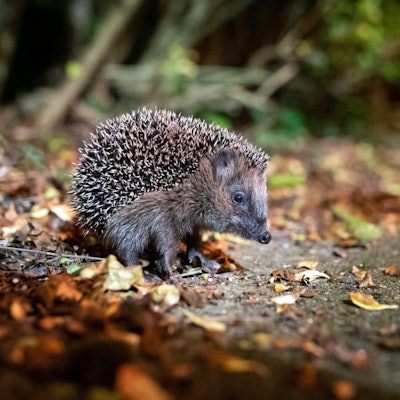 ARCHIV - 17.10.2021, Hamburg: Ein junger Braunbrustigel (Erinaceus europaeus) sitzt zwischen Laub auf einem Gehweg vor einem Gebüsch. Der Igel ist zum Tier des Jahres 2024 gewählt worden. (zu dpa «Deutsche Wildtierstiftung: Igel ist Tier des Jahres 2024») Foto: Jonas Walzberg/dpa +++ dpa-Bildfunk +++
