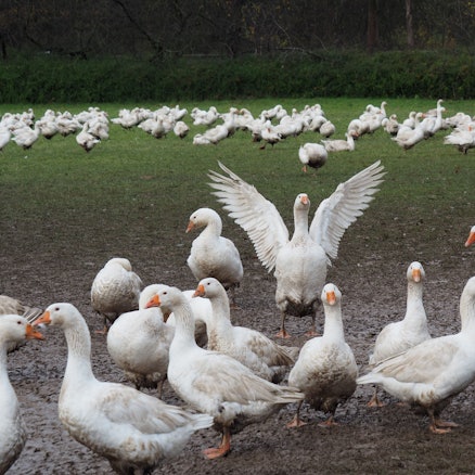 Eine Schar Gänse ist auf einer Wiese.