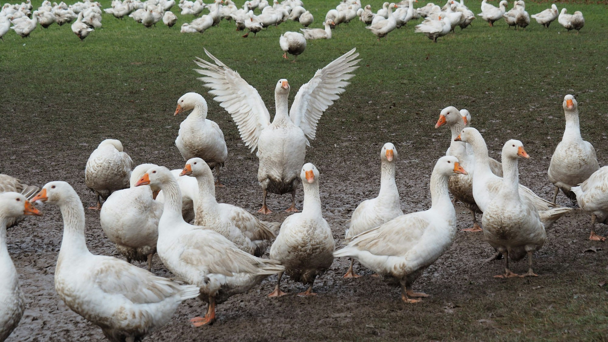 Eine Schar Gänse ist auf einer Wiese.