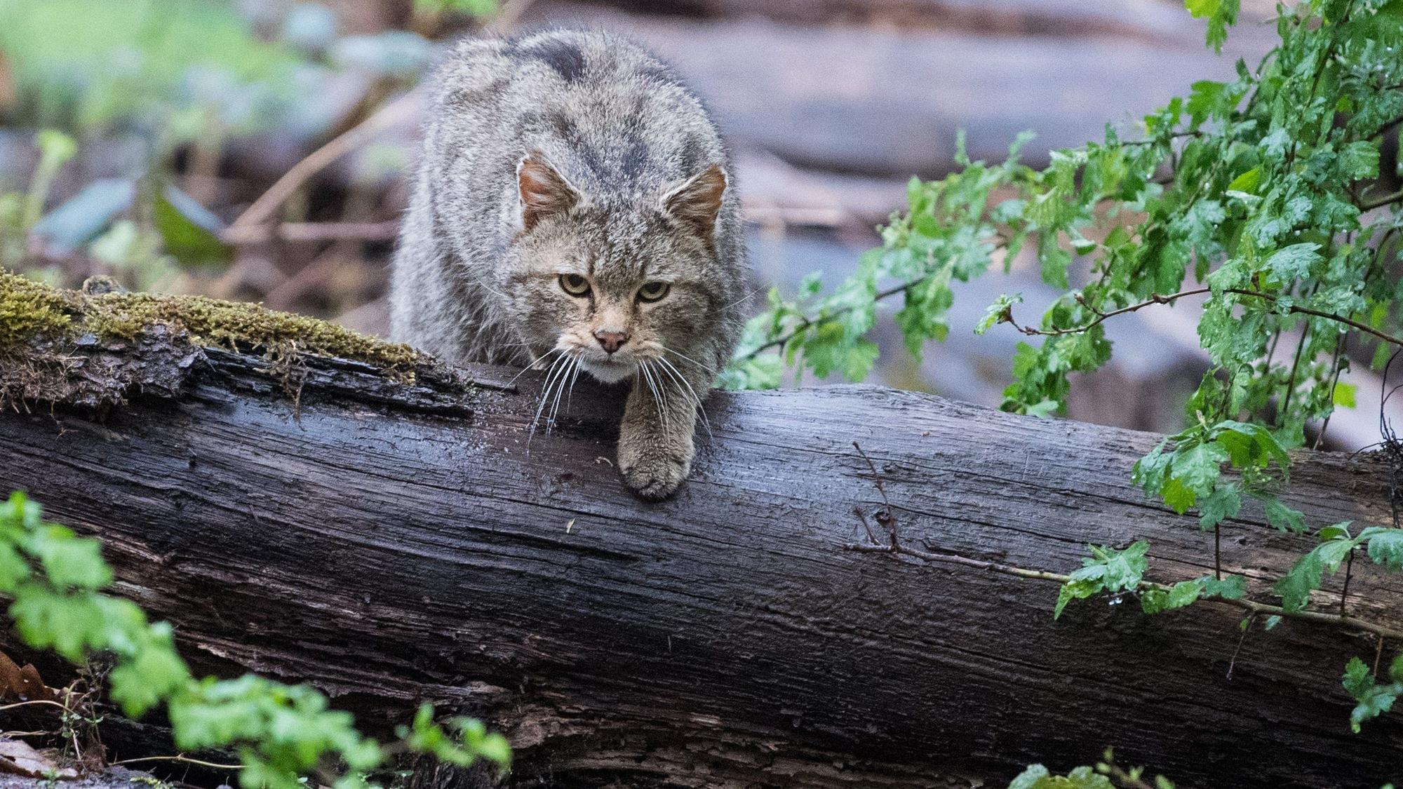 ARCHIV - 13.04.2018, Baden-Württemberg, Cleebronn: Eine Wildkatze läuft im Wildparadies Tripsdrill über einen Stamm.