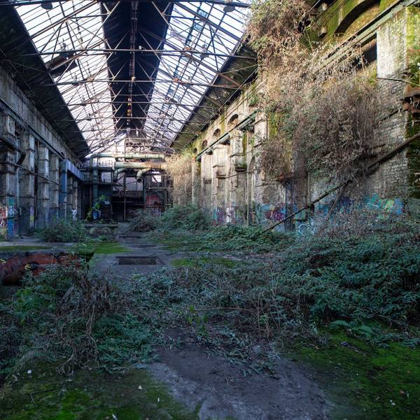 Sträucher haben sich in der alten Industriehalle breit gemacht.