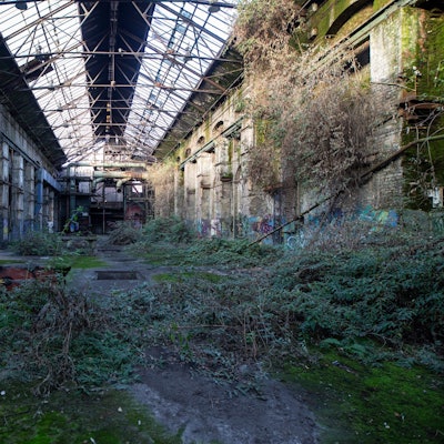 Sträucher haben sich in der alten Industriehalle breit gemacht.