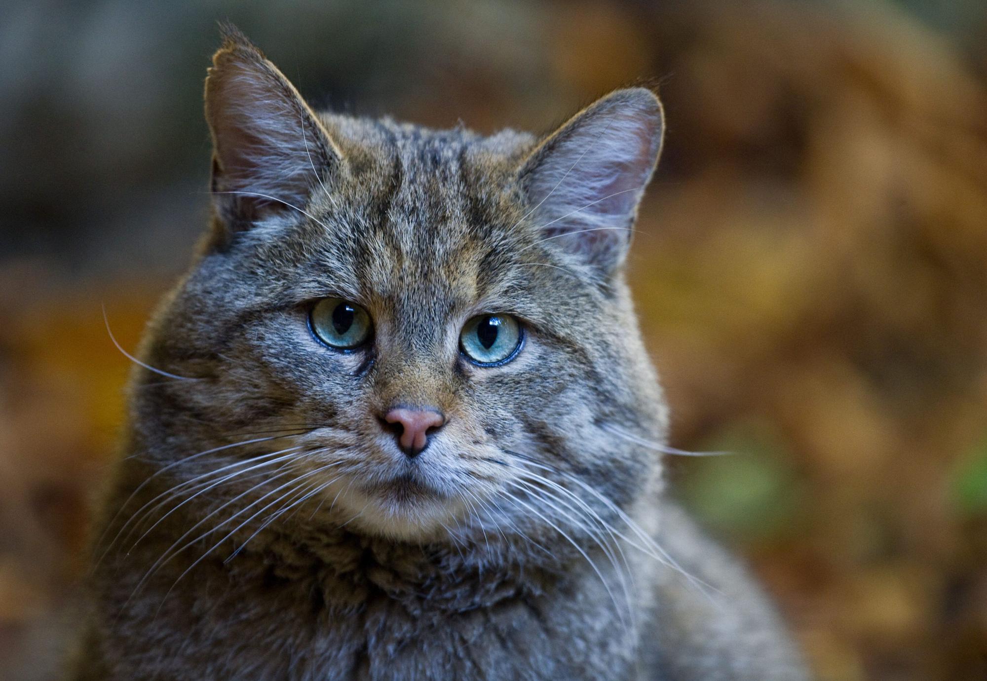 Eine Europäische Wildkatze