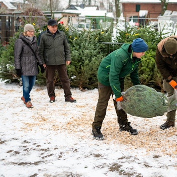 Weihnachtsbaumhändler beim Verpacken eines Christbaums