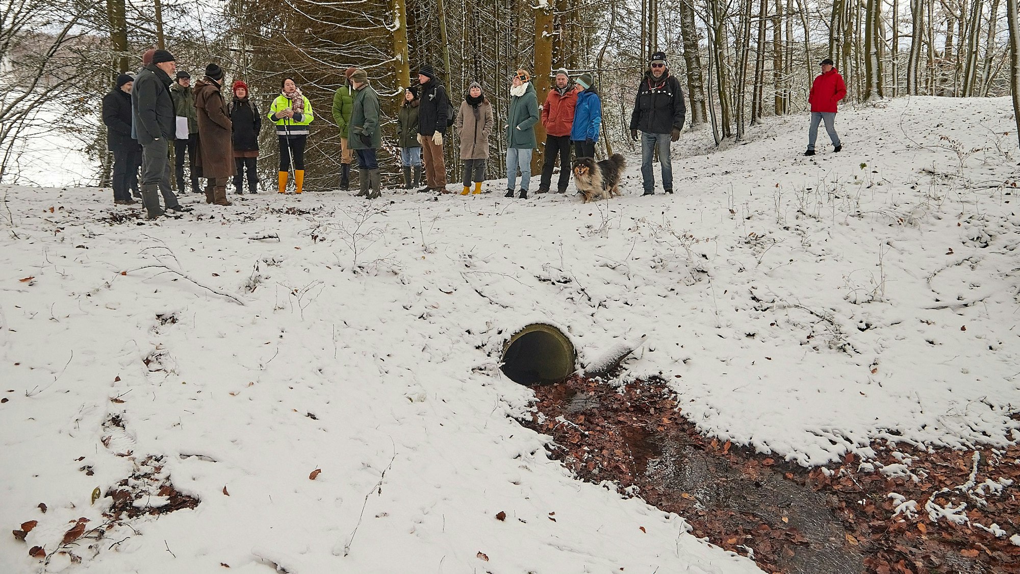 Eine Gruppe Menschen steht bei Hellenthal in einem verschneiten Wald oberhalb eines Baches, der aus einem Betonrohr tritt.
